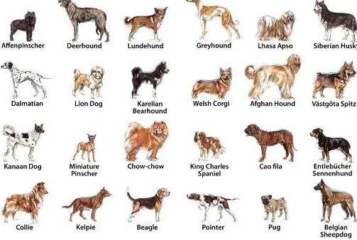 Razas Perros | Carácter y mas info de las mejores razas Razas Perros | Carácter y mas info de las mejores razas