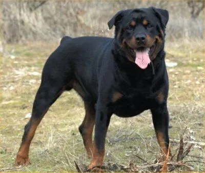 Razas: Rottweiler | Todo sobre perros | Razas de perros | Juegos ...