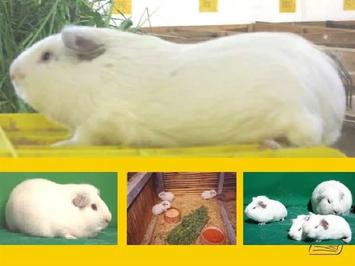 razas-y-lineas-geneticas-de- ...