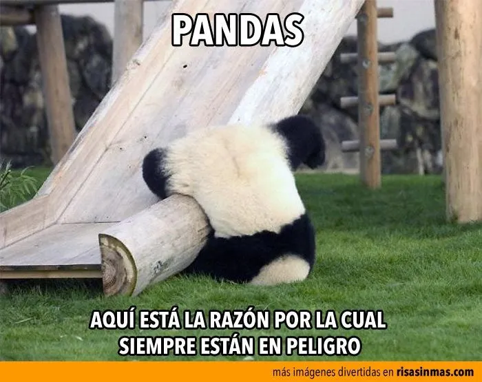 La razón por la que los pandas están en peligro. | Chistes | Pinterest