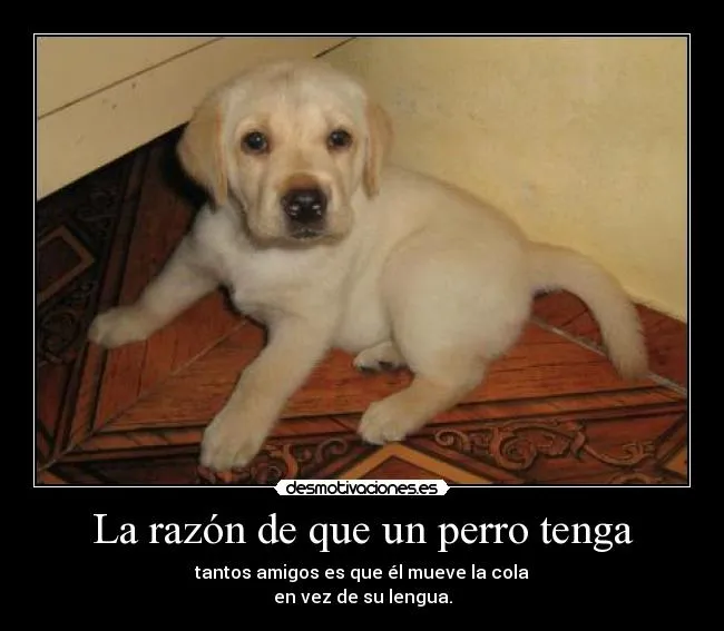La razón de que un perro tenga | Desmotivaciones