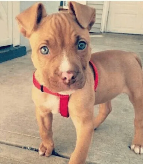 7 Razones para NO cortar las orejas y la cola de tu PERRO #eslamoda 7 Razones para NO cortar las orejas y la cola de tu PERRO #eslamoda