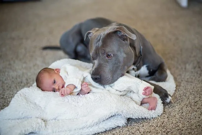 Razones que desmienten que los pitbull son una raza violenta