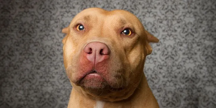 8 razones por las que los Pit Bulls son excelentes mascotas | Upsocl