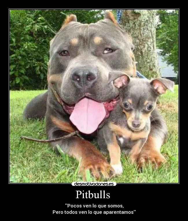 La realidad del pitbull (desmotivaciones,fotos y mas) - Taringa! La realidad del pitbull (desmotivaciones,fotos y mas) - Taringa!