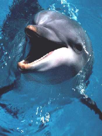 Realmente conhecemos os animais? / Mamíferos