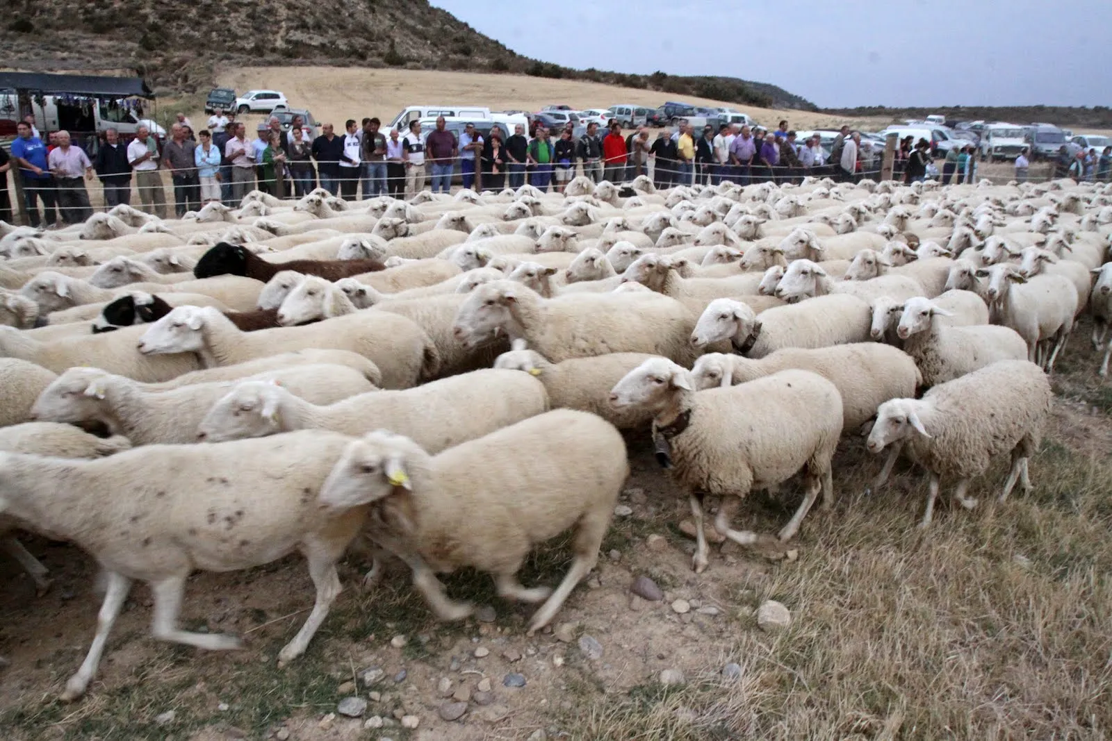 Los rebaños de ovejas llegan a Las Bardenas | dosydosmagazine Los rebaños de ovejas llegan a Las Bardenas | dosydosmagazine
