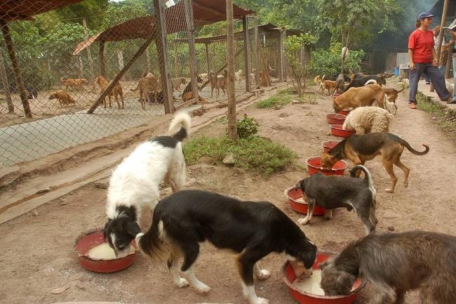 Recaudan una tonelada de comida para 520 perros desamparados de ...