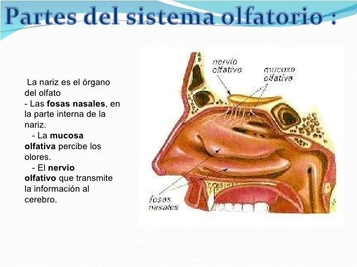 Los Receptores externos- 5 sentidos