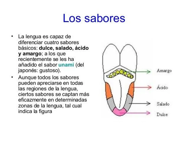 Los receptores sensoriales