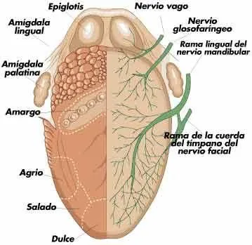 Receptores sensoriales: Organos de los sentidos. | Aprendiendo juntos. Receptores sensoriales: Organos de los sentidos. | Aprendiendo juntos.
