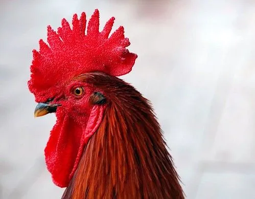 RECETAS CON HISTORIA E HISTORIA DE LA GASTRONOMíA: Crestas de gallo