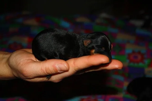 Perros pincher recien nacidos - Imagui
