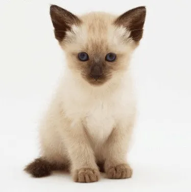 Son recomendables los gatos siameses para la casa y los niños ... Son recomendables los gatos siameses para la casa y los niños ...