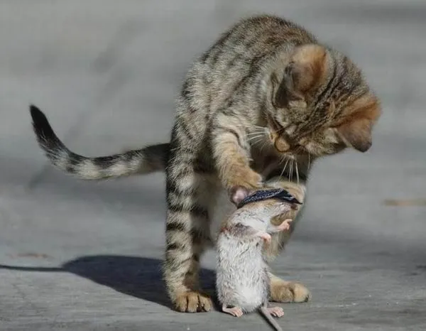 animales-graciosos-gato-hamster