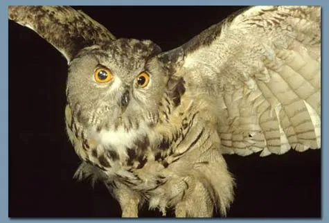 RECUERDOS DE LA ABUELA: Aves Nocturnas