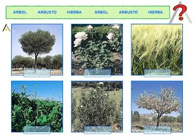 recursos para 1º ciclo de primaria - ISANAJI: Tipos de plantas recursos para 1º ciclo de primaria - ISANAJI: Tipos de plantas