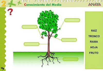 recursos para 1º ciclo de primaria - ISANAJI: Partes de una planta