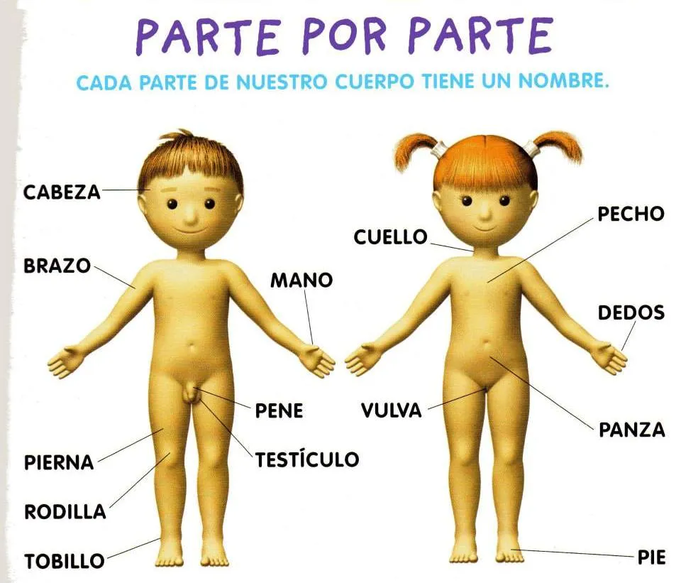 Recursos sobre ambiente natural y social para Nivel Inicial: Conocemos nuestro cuerpo Recursos sobre ambiente natural y social para Nivel Inicial: Conocemos nuestro cuerpo