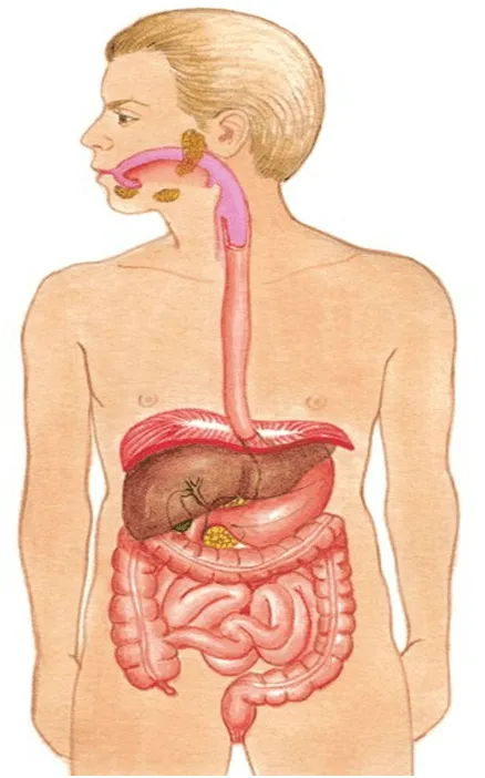 Recursos para el aula de Ciencias Naturales: Repaso del sistema ... Recursos para el aula de Ciencias Naturales: Repaso del sistema ...