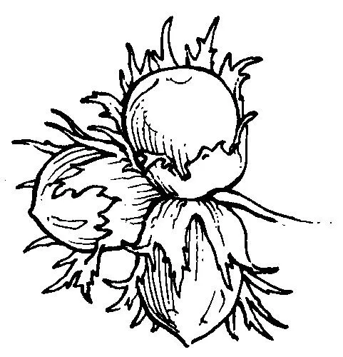 Mis recursos para el aula: Frutos Otoño (