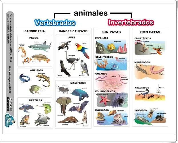 Recursos didácticos para imprimir, ver, leer: "Animales ...