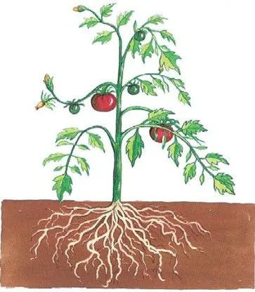 Recursos educación infantil segundo ciclo: LAS PLANTAS Y SUS PARTES Recursos educación infantil segundo ciclo: LAS PLANTAS Y SUS PARTES