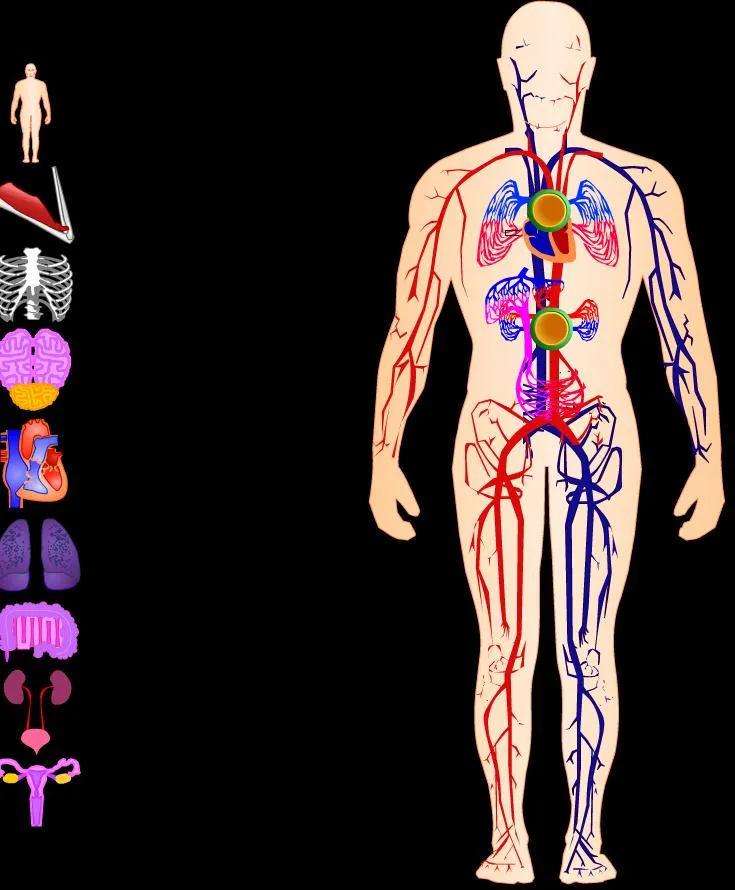 Recursos educativos > Tag > musculos - Didactalia: material educativo Recursos educativos > Tag > musculos - Didactalia: material educativo