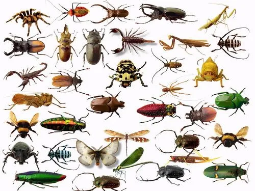 Recursos Photoshop Llanpac: Coleccion de clipart de insectos y ... Recursos Photoshop Llanpac: Coleccion de clipart de insectos y ...