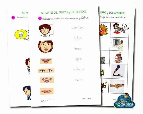 RECURSOS PRIMARIA | Fichas para trabajar las partes del cuerpo ... RECURSOS PRIMARIA | Fichas para trabajar las partes del cuerpo ...