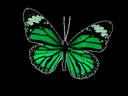 RecursosMF: Mariposas PNG !!