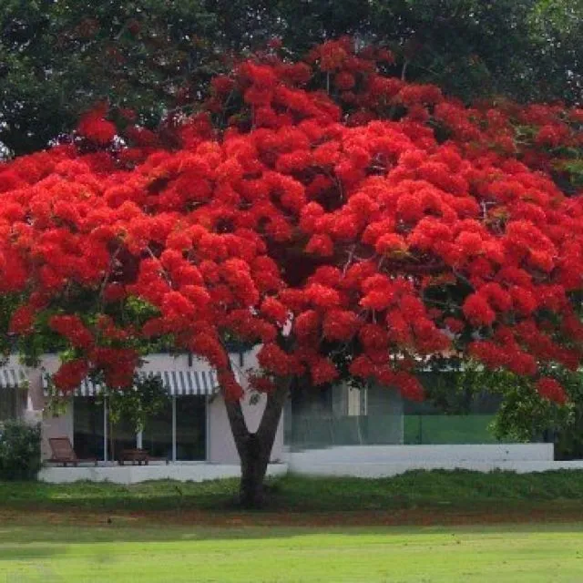 Red Flamboyán, native of Puerto Rico, USA || Flamboyán Rojo - uno ...