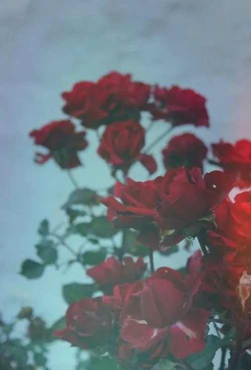 red hipster vintage indie Grunge flowers flores rosas all of me ... red hipster vintage indie Grunge flowers flores rosas all of me ...
