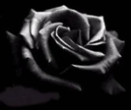 Red Libertaria Flor Negra ::.. | En una sociedad que ha abolido ...