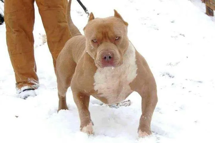 Red nose bully | Love Dogs ♥ | Pinterest | Red Nose, Bullies and Red