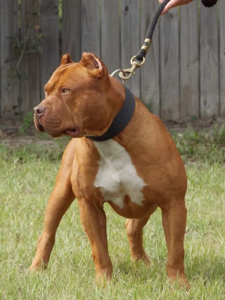 Red Nose Pitbull | Pitbulls | Pinterest