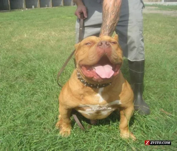 Red Nose Pitbull Puppies | SUPER BULLY RED NOSE PITBULL PUPPIES ...