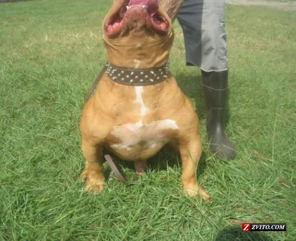 Red Nose Pitbull Puppies | SUPER BULLY RED NOSE PITBULL PUPPIES ...