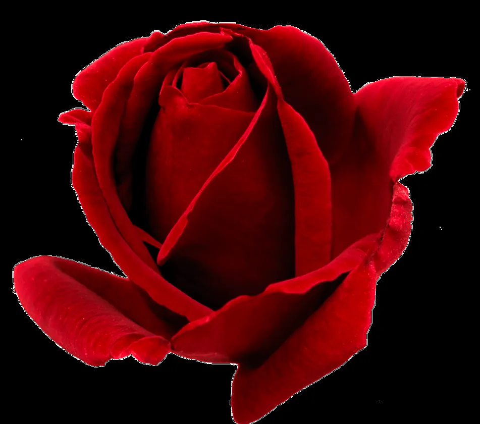 Red rosa PNG* by Ilenush on DeviantArt