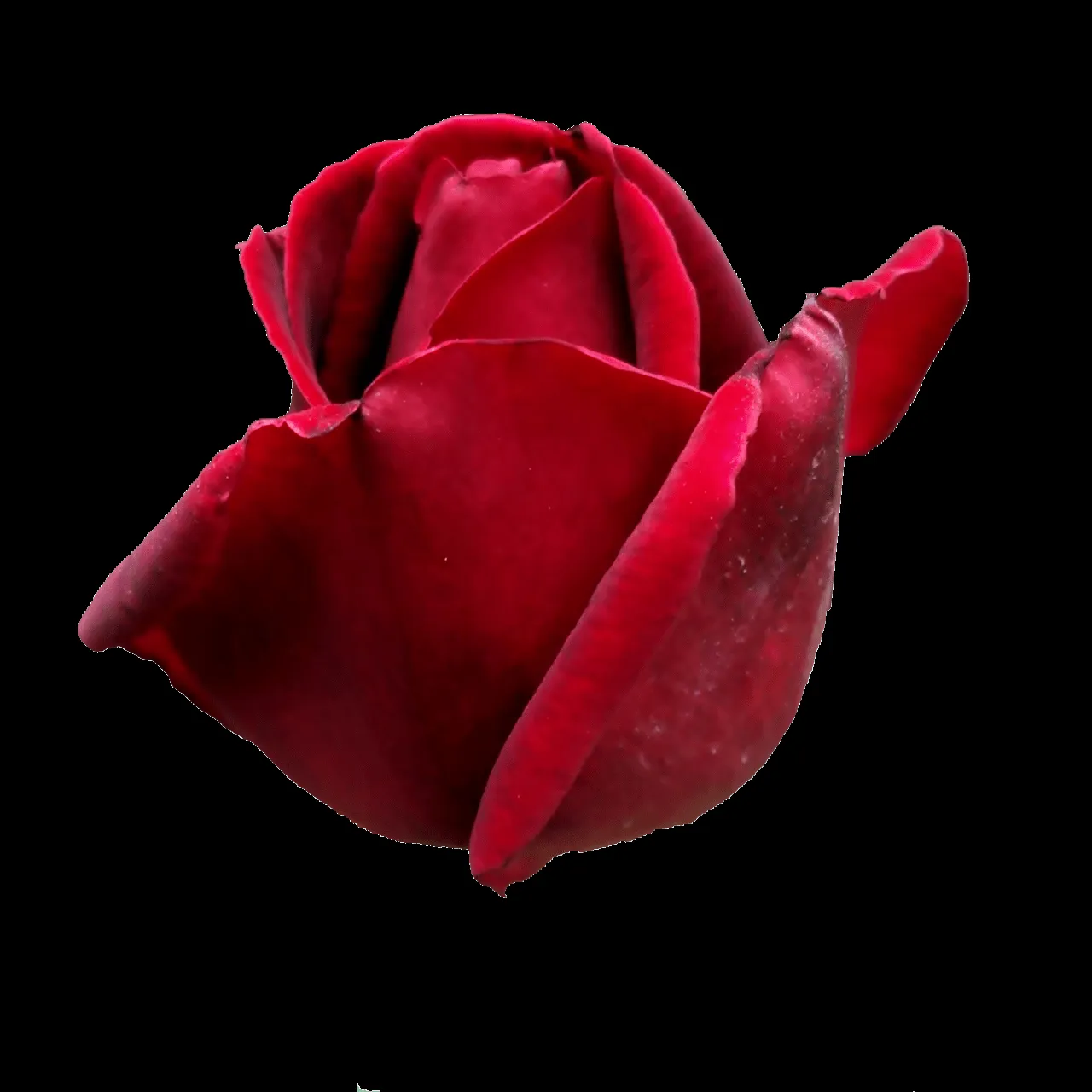 Red rosa PNG* by Ilenush on DeviantArt