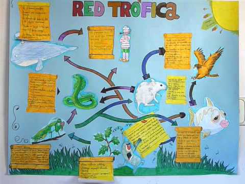 Red trófica de Bryan K. y Jose A. IES Blas de Otero 10101097 - YouTube Red trófica de Bryan K. y Jose A. IES Blas de Otero 10101097 - YouTube