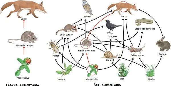 Red trofica con nombres - Imagui
