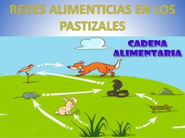Redes alimenticias en los pastizales