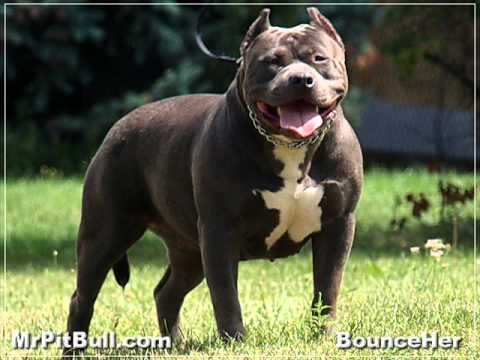 Rednose Pitbull vs Bluenose Pitbull (Pictures Only) - YouTube