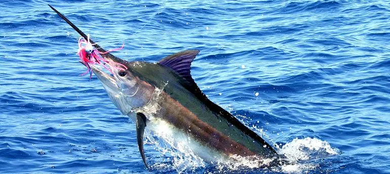 Se reduce el número de peces aguja y se recupera el pez espada - Se reduce el número de peces aguja y se recupera el pez espada -