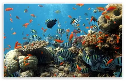 Reef HD desktop wallpaper : High Definition : Fullscreen : Mobile Reef HD desktop wallpaper : High Definition : Fullscreen : Mobile