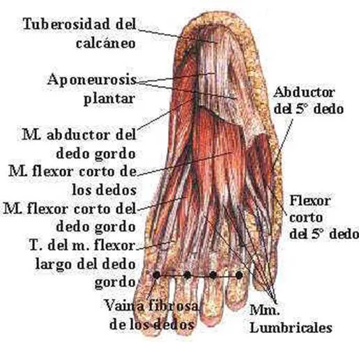 Reflexiología podal - Monografias.