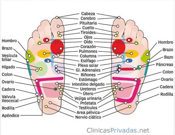 Reflexiología podal - Monografias.com