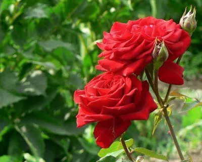 REFLEXION CORAZON*: Poesia REFLEXION CORAZON*: Poesia