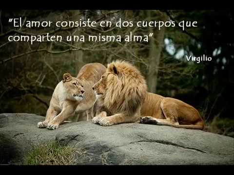 Reflexiones sobre el amor (leones) - YouTube